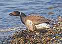 Branta bernicla